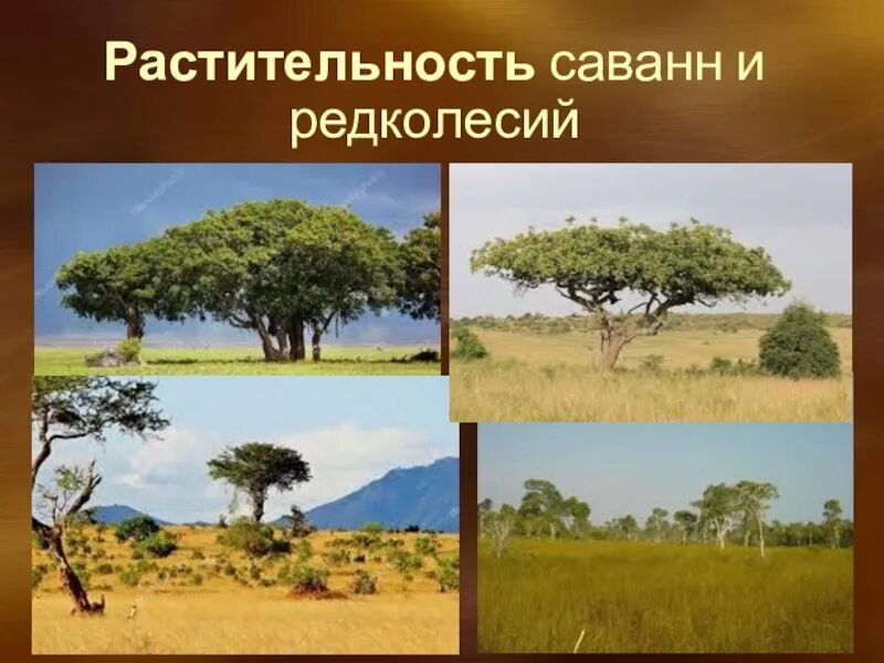 Особенности растительности саванны и редколесья. Саванны и редколесья растения. Саванны и редколесья Северной Америки. Природная зона саванны и редколесья. Зона саванн и редколесий в Евразии.