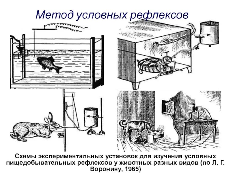 Формирование условного рефлекса выработка условного