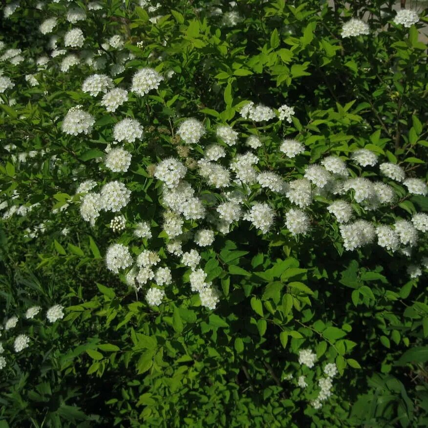 Спирея джун. Спирея ниппонская джун брайд. спирея ниппонская spiraea nipponica. спирея джун брайд. спирея джуния брайт.