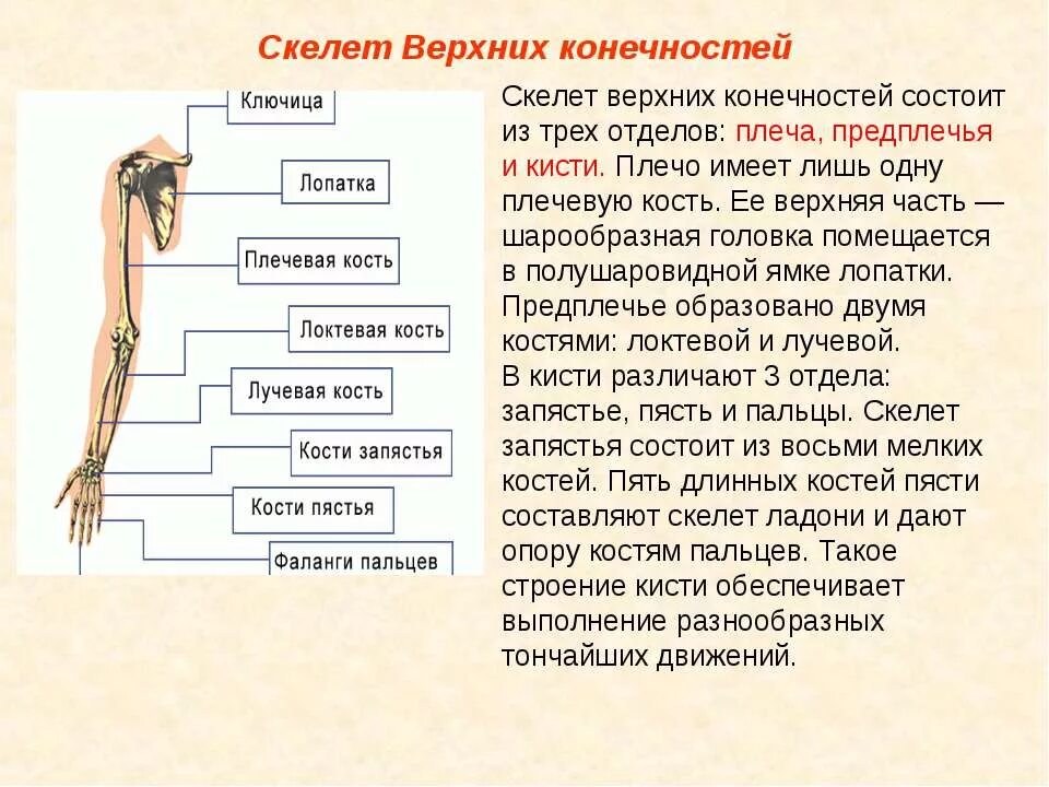 Скелет включает в себя следующие отделы