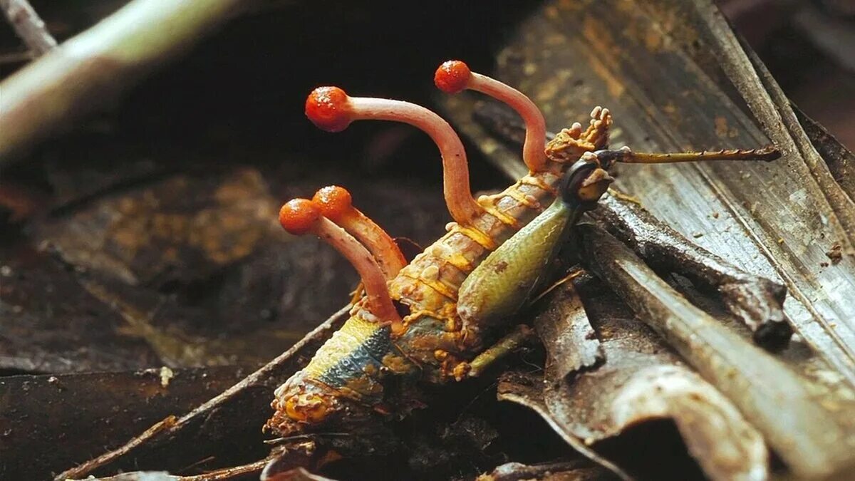 Ophiocordyceps Unilateralis. Infected ants are popularly known as "zombie ants."