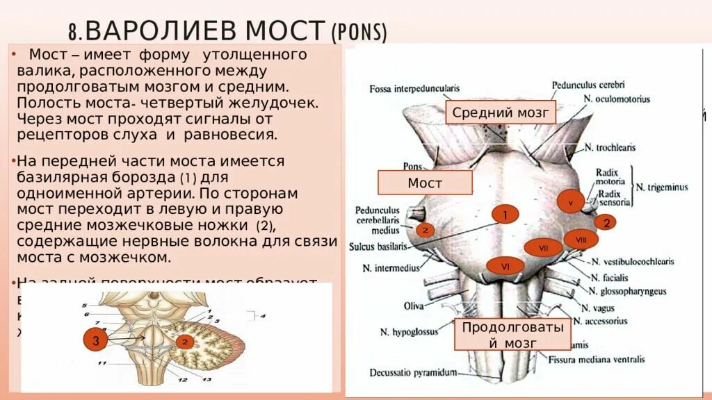 Варолиев мост физиология. Варолиев мост анатомия. Варолиев мост анатомия функции. Варолиев мост функции физиология.