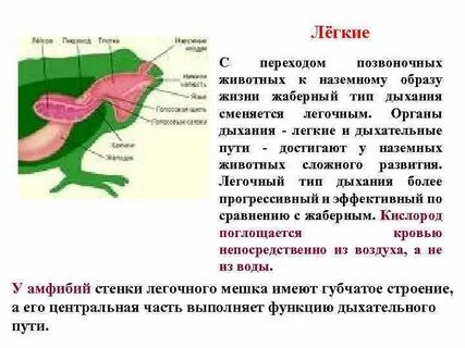 Животные которые дышат с помощью легких примеры