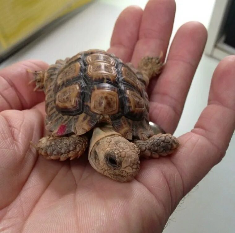 Рождения черепахи. Черепаха внутри панциря.