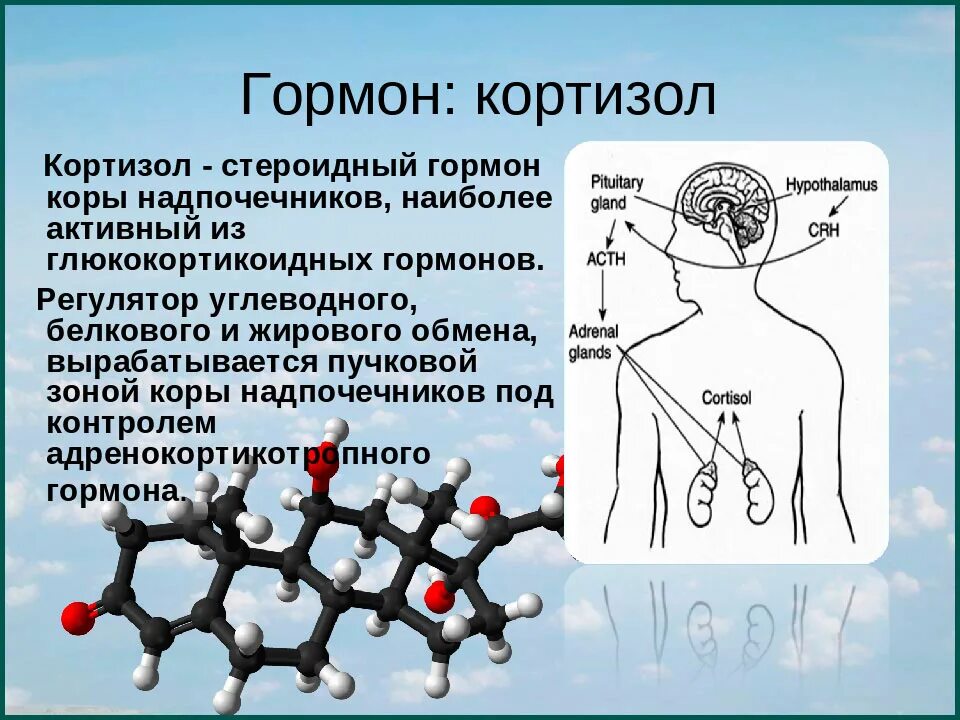 Пролактин биологически