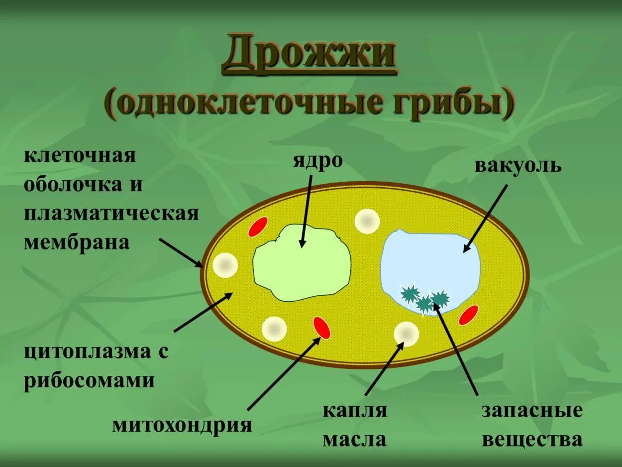 Среди грибов встречаются как одноклеточные. Строение грибной клетки дрожжи. Строение клеток грибов дрожжей. Одноклеточные грибы дрожжи строение. Строение одноклеточных грибов дрожжи.