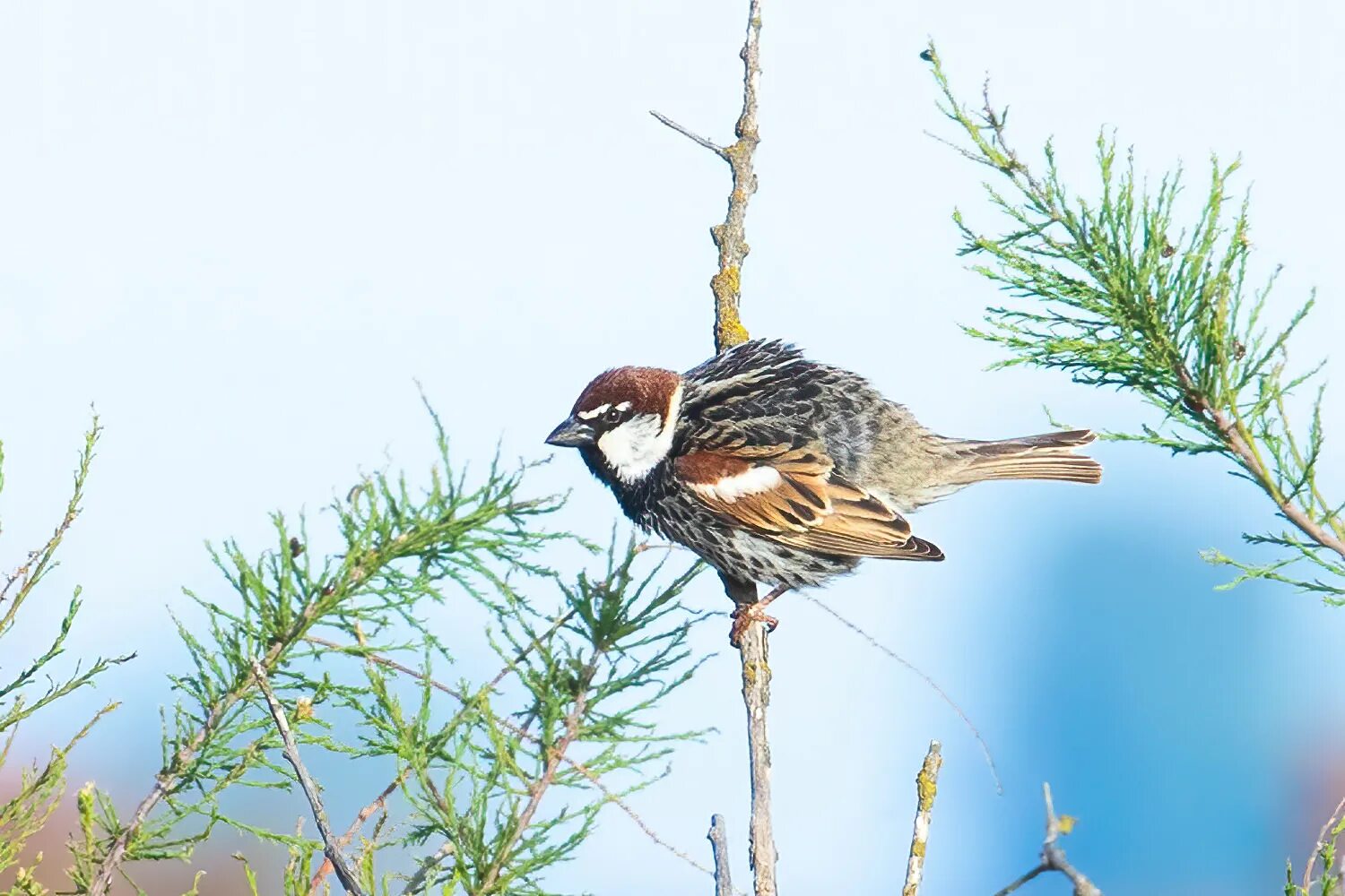 Черногрудый воробей - passer hispaniolensis. Черногрудый воробей. Черногрудый воробей. Черногрудый (испанский) воробей - passer hispaniolensis). Черногрудый воробей фото.