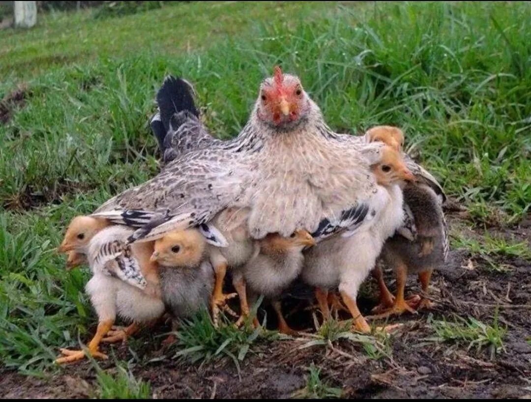 Курица с цыплятами. Наседка с цыплятами. Курочка с цыплятами. Домашняя птица. Цыплята под курицей