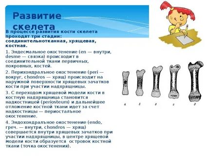 Образования костей у детей