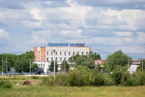 Диспансер птицефабрика