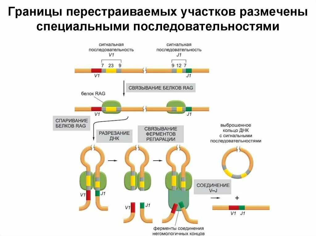 Последовательность белков ферментов. Сигнальные последовательности белков. Сигнальная последовательность и белок. Не сигнальная последовательность. Негомологичное соединение концов ДНК.