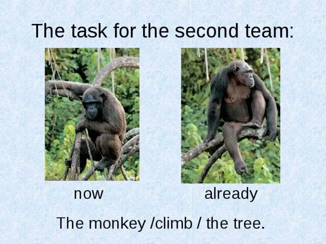 Can a Chimp Climb ответ на вопрос. Как по английский переводится Chimp. Are the Monkeys Climbing. Monkey are Climbing Trees перевод.