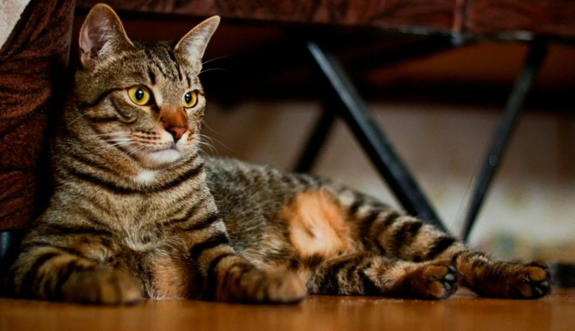 Порода кошек метис. Тойгер серый кот. Порода кошек тойгер. Европейская короткошерстная кошка. Порода кота метис.