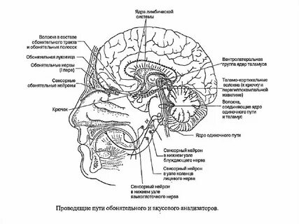 Проводящий анализатор
