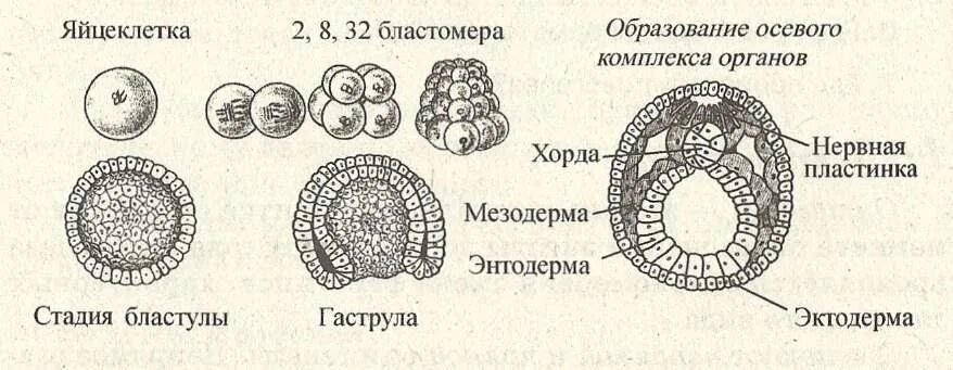 Бластула гаструла мезодерма