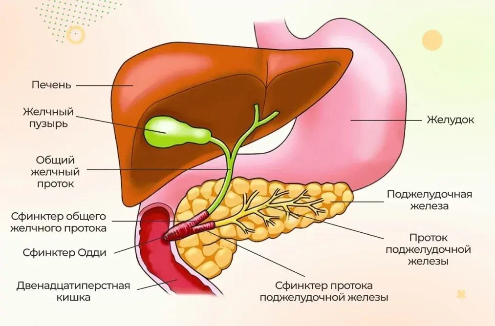 Увеличенный желчный пузырь причины