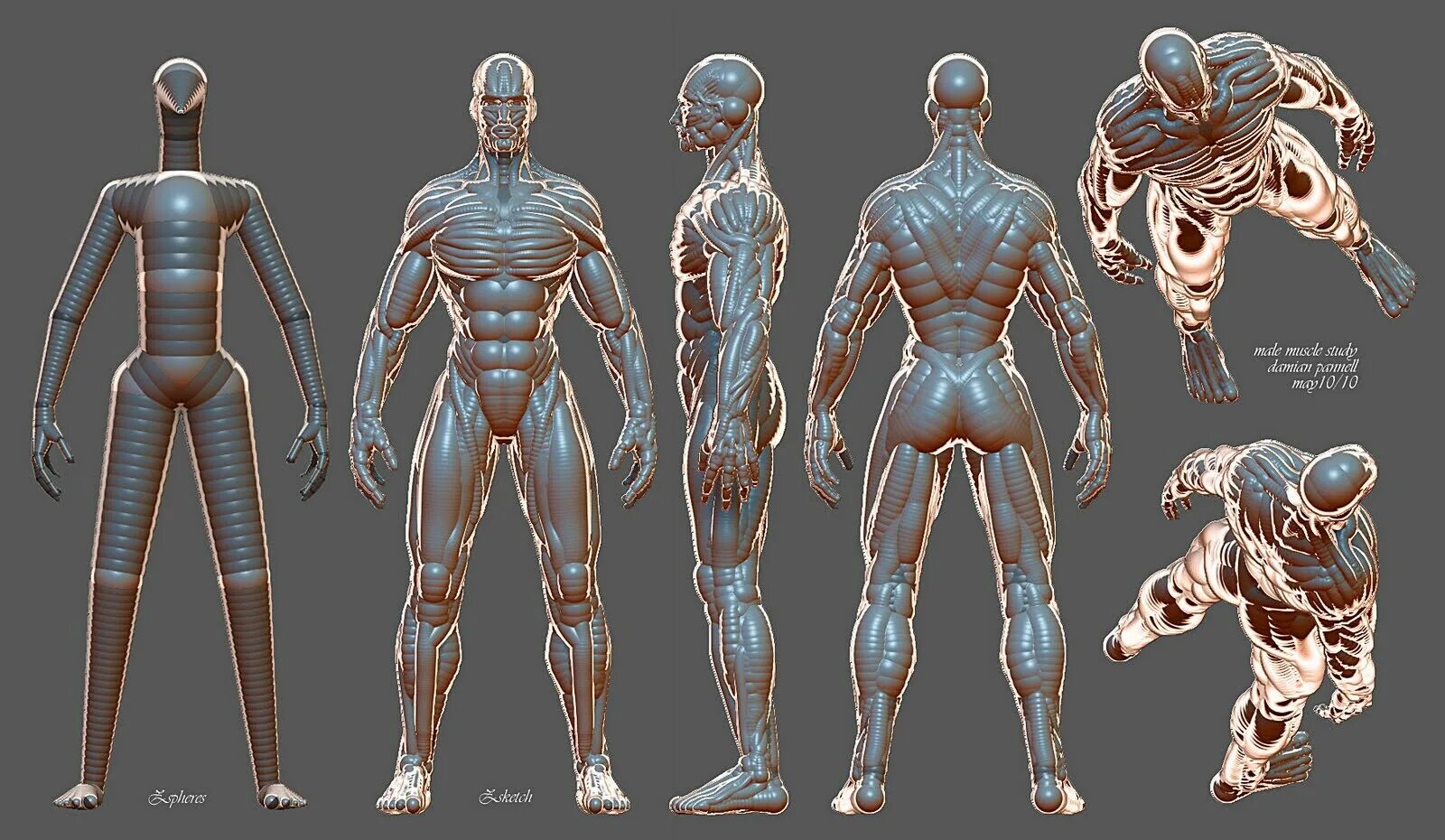 Анатомия падения оскар. Анатомия зибраш. Анатомия человека мышцы 3д. Анатомия человека для 3д моделирования. Анатомия человека для 3d моделирования.