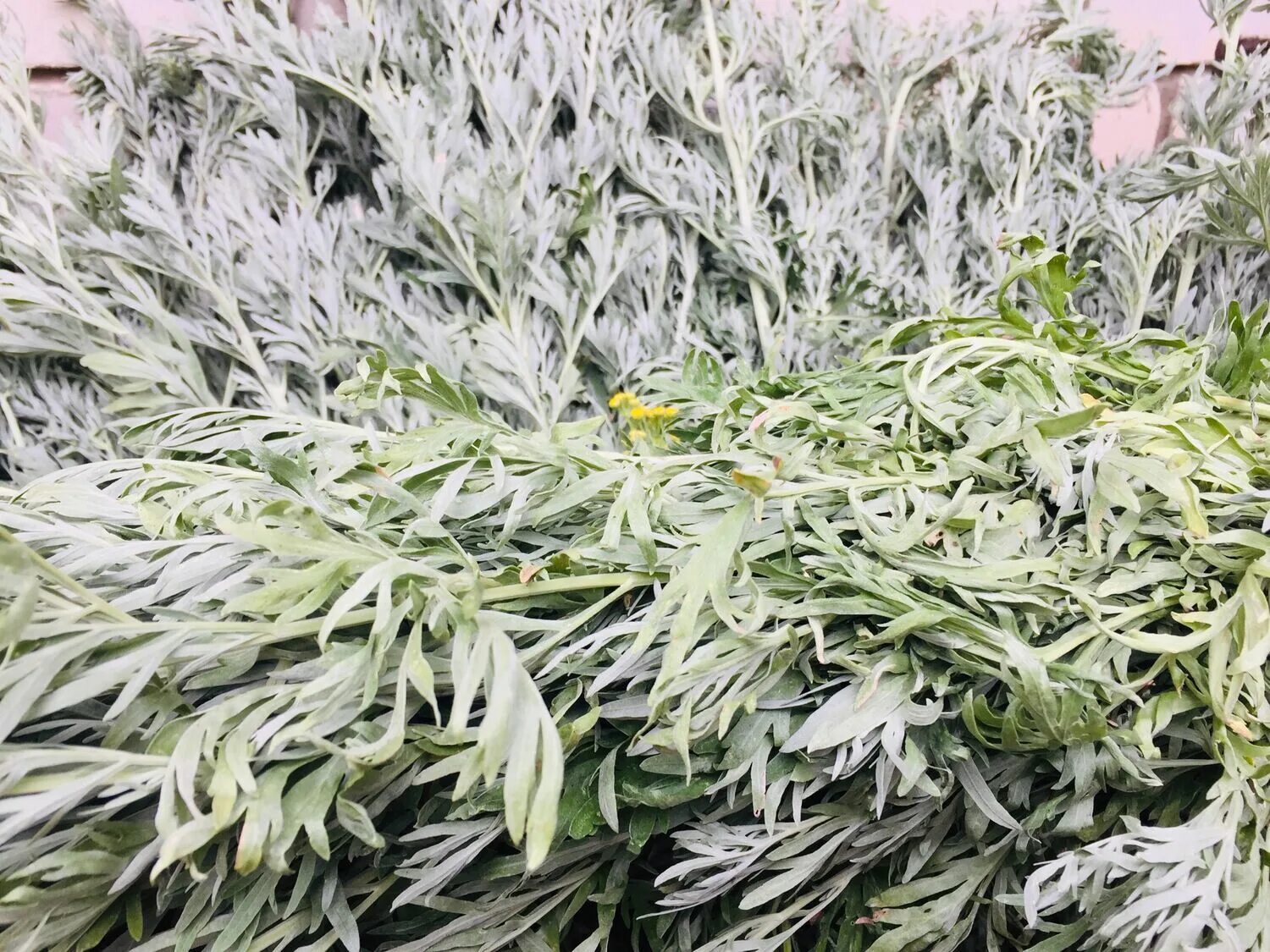 Round lab полынь