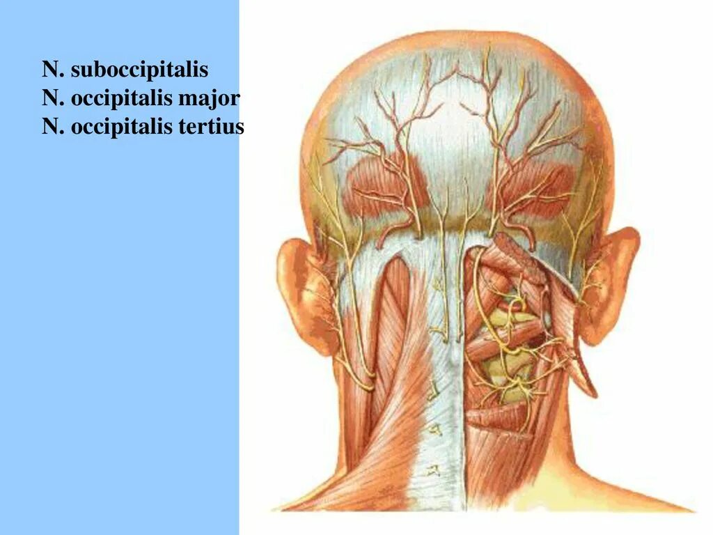 Голова болит сбоку. Анатомия затылочной части головы человека. Nervus occipitalis Major. Затылочная часть головы анатомия. Затылочный нерв анатомия.
