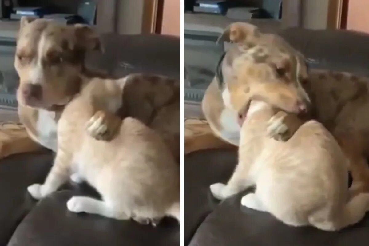 Собака съела 2. Кот кусает пса. Собака кусает кошку за голову.