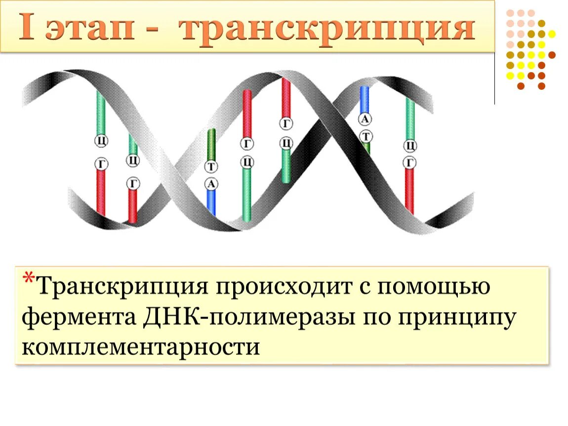 Осуществляется ферментом днк полимеразой. Транскрипция это в генетике. Транскрипция биология. Транскрипция ДНК этапы. Транскрипция биология этапы.