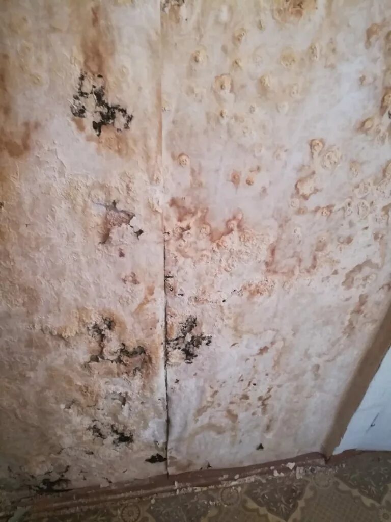 зеленая плесень на стенах. грибок на стене и обоях. плесень на стенах в квартире. грибок на стене и обоях. грибок на обоях в квартире.