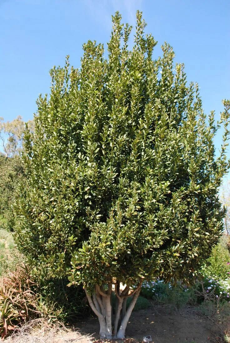 Sweet Bay Leaf Tree: How To Grow A Bay Leaf Tree Bay leaf plant, Bay leaf tree, 