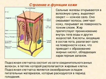 Функции кожных желез