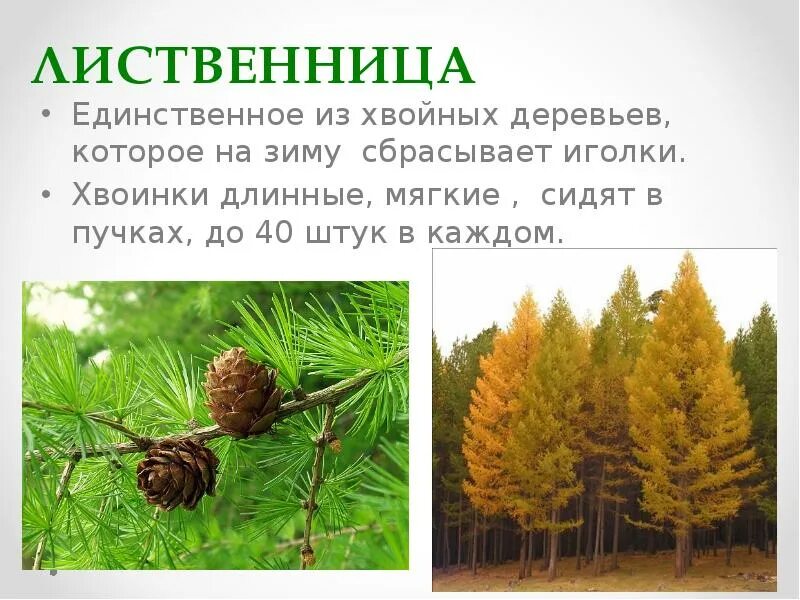 Лиственница сбрасывает на зиму. Лиственница шишки и хвоинки. размер хвоинок у лиственницы. продолжительность жизни хвоинок у лиственницы. число хвоинок у лиственницы.