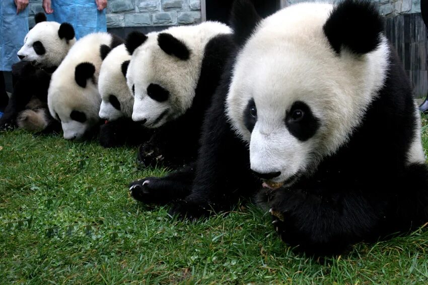 панды дерутся. панда сражается. драка панд. пандочки дерутся. смешная панда.