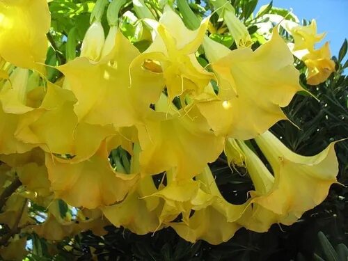 Datura Metel Double Orange Mandala Seeds Fair Dinkum Seeds