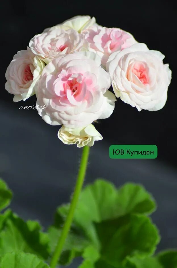 Юв купидон пеларгония. Пеларгония рапунцель. Юв купидон пеларгония. Юв купидон фото. Пеларгония купидон.