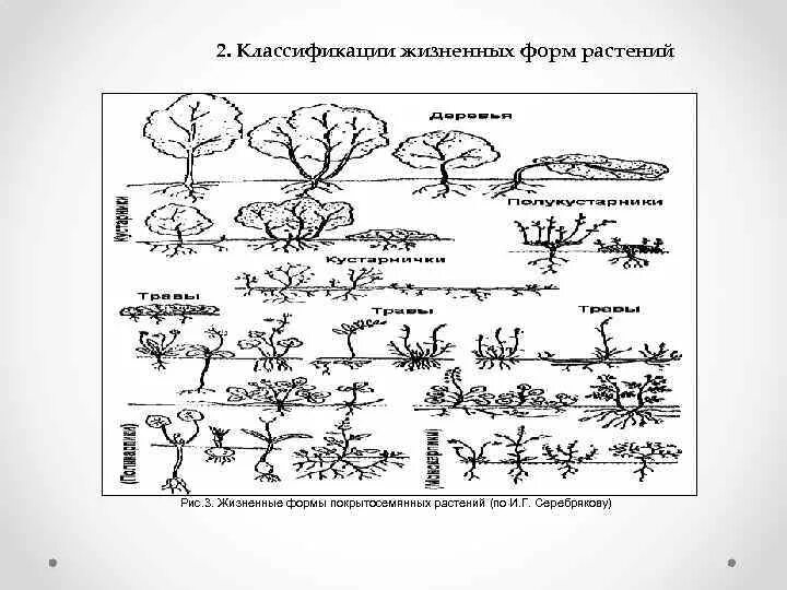 Определите жизненные формы растений. Серебряков жизненные формы. Классификация жизненных форм по Серебрякову. Серебряков жизненные формы растений. Жизненные формы по Серебрякову и Раункиеру таблица.