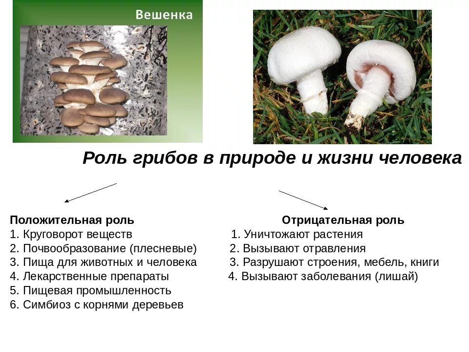 Роль грибов в природе и жизни человека 5 класс биология. Таблица по биологии 5 класс значение грибов в природе и жизни человека. Положительная и отрицательная роль грибов. Роль грибов в природе 5 класс биология. Характеристика грибов 7 класс биология