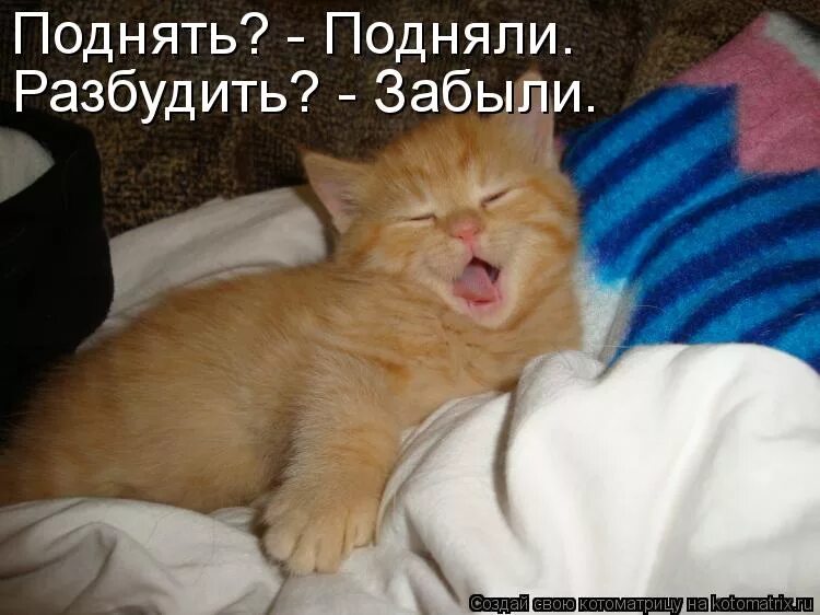 потом разбудишь. котик проснулся. мемы с котами и наташей. кровать юмор. не надо так.