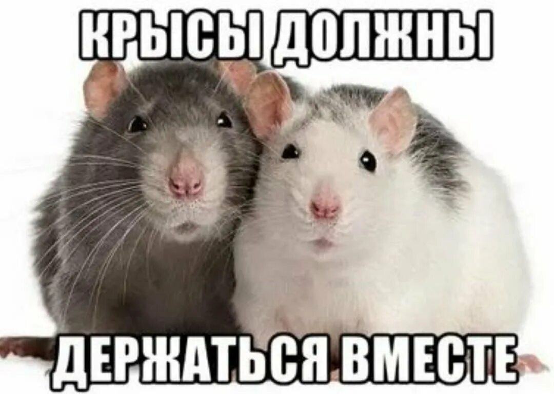 Две мыши. Шутки про крыс. Смешные крысы. Там базарят крысы. Мем ты крыса.
