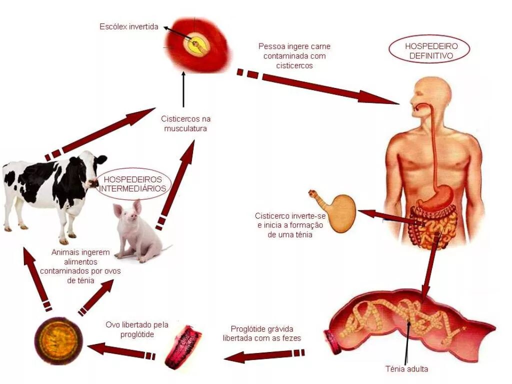 Бычий цепень замкнутая кровеносная система. Жизненный цикл бычьего цепня схема. Цикл развития бычьего цепня. Жизненный цикл развития бычьего цепня схема. Жизненный цикл бычьего цепня основной хозяин.