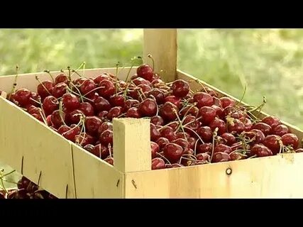 Собранную черешню раскладывают в ящике