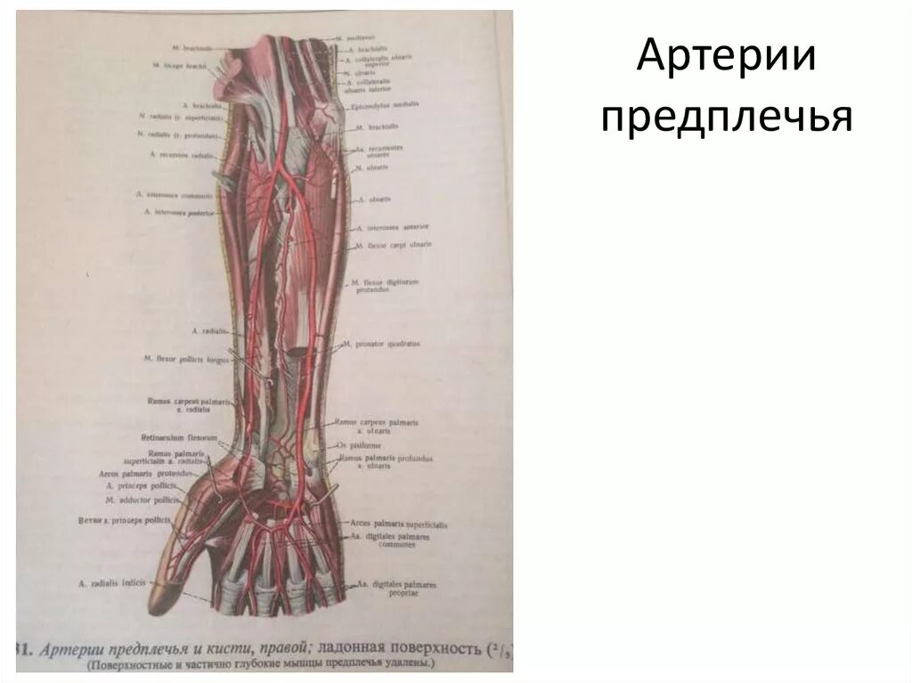 Правая лучевая артерия. Задняя межкостная артерия предплечья. Артерии и вены предплечья анатомия. Кровоснабжение предплечья анатомия. Анатомия лучевой артерии на предплечье.