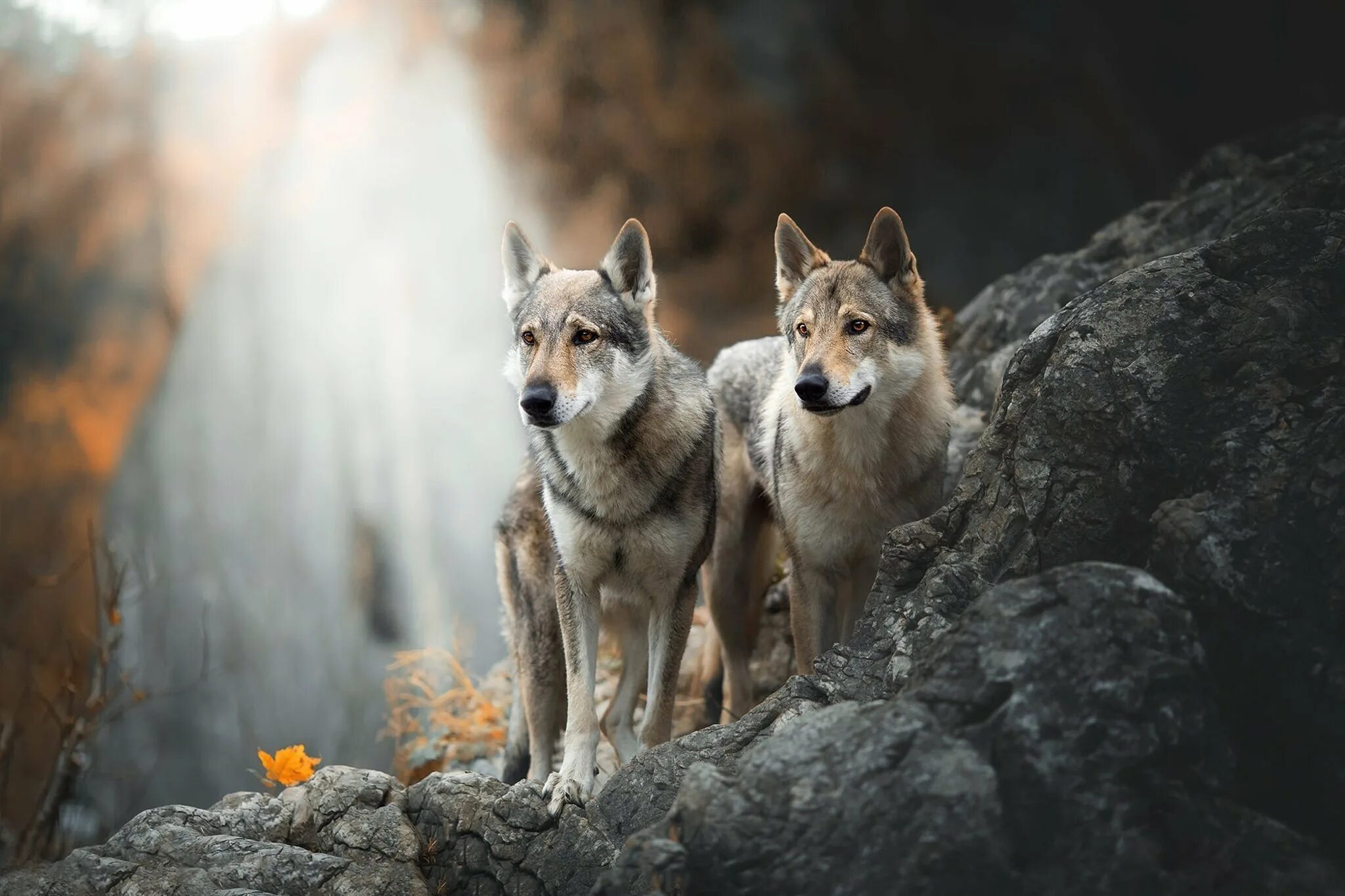 Красивые обои волки. Красивый волк. Волк осенью. Фото Волков. Стая серых Волков.
