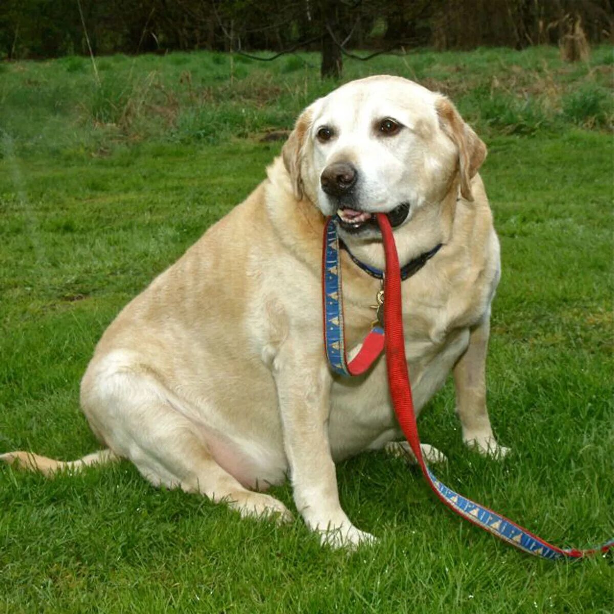 Лабрадор ретривер толстый. Мопс и овчарка. Американский ло-ши мопс. Собака мопс. Мопс порода мопс.