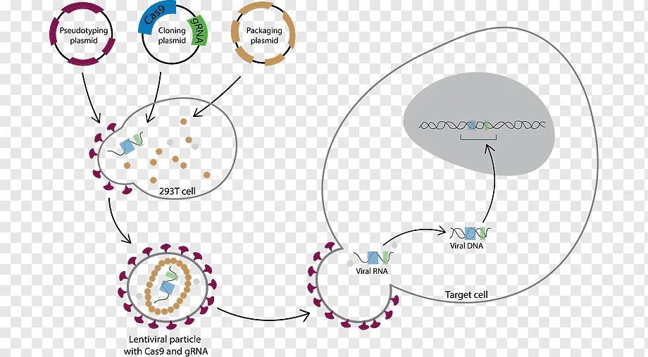 Трансфекция это. Трансфекция ДНК. Трансфекция плазмиды. Трансфекция вирусной ДНК. Лентивирусная трансдукция