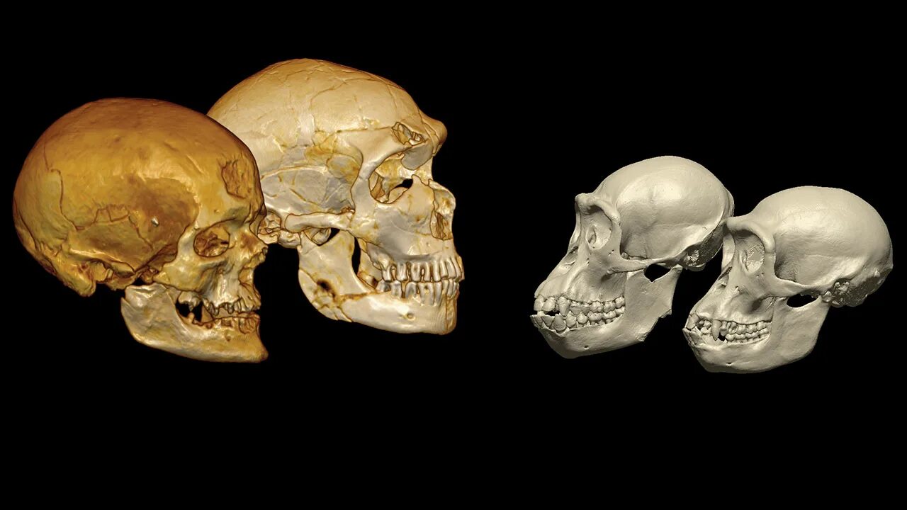 Череп древнего человека и современного. Череп неандертальца и кроманьонца. Неандерталец (homo Neanderthalensis) череп.