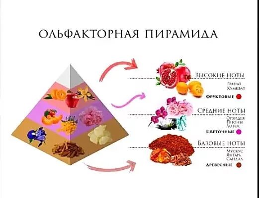 Пирамида туалетной воды. Ноты аромата. Пирамида аромата. Ноты сердца духи. Три Ноты ароматов.