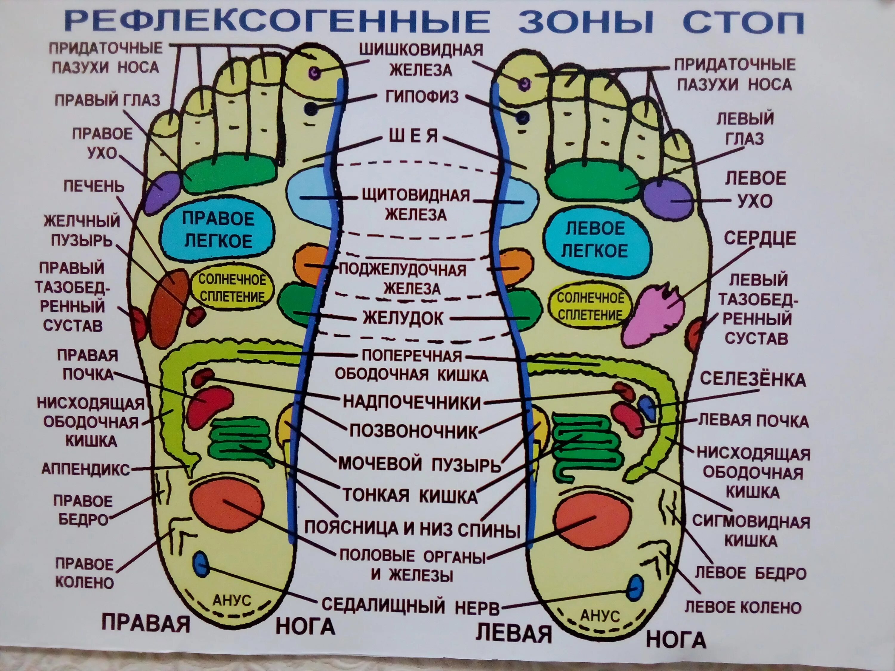 Рефлексогенные зоны сердца. Точки на стопе. Рефлекторные зоны стоп ног. Рефлекторные точки на ногах. Рефлекторные точки стопы ног.