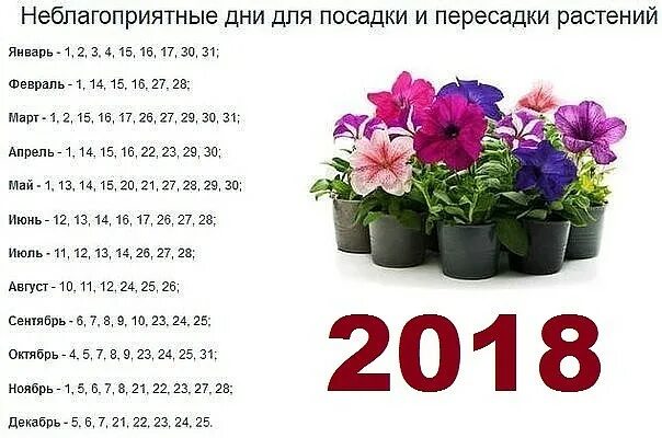 Благоприятные дни для фиалок в марте 2024. В какой день лучше сажать цветы комнатные. Когда пересаживать комнатные цветы. Числа для пересадки домашних цветов. Календарь комнатных растений.