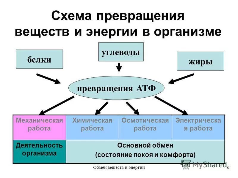 преобразование веществ в организме. превращение белков жиров и углеводов. таблица превращение веществ в организме. превращение в организме органических соединений. взаимные превращения вещества и поля.