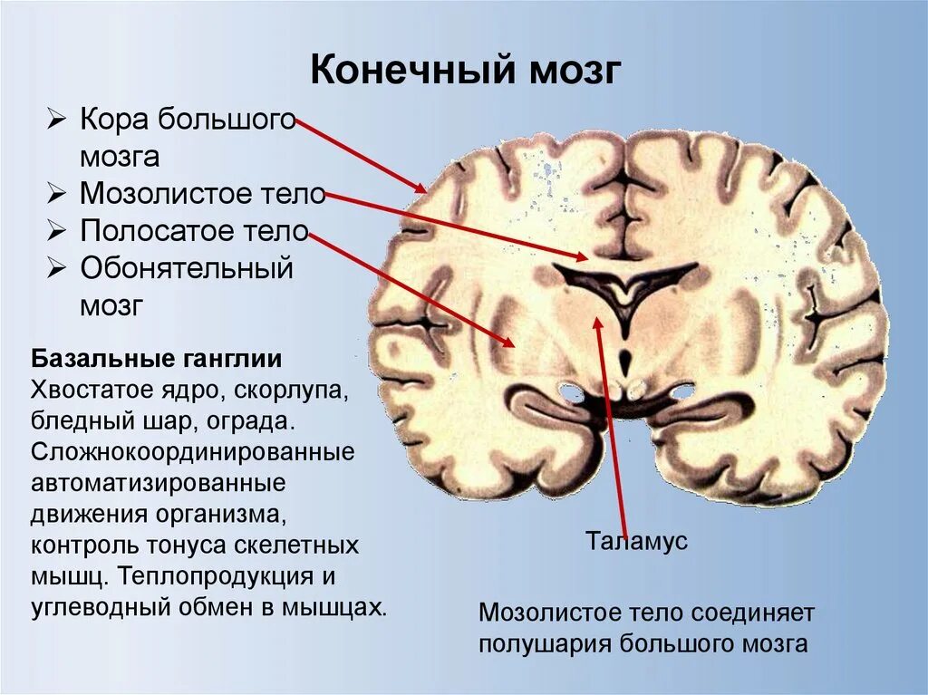 Базальные ядра сбоку. Анатомия мозга человека мозолистое тело. Мозолистое тело и полосатое тело. Строение конечного мозга мозолистое тело.