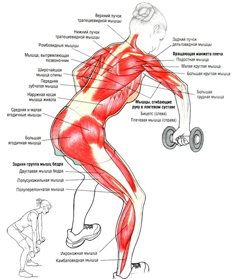 Поясница гантели. Как прокачать мышцы поясницы гантелями. Упражнения задействующие мышцы спины. Упражнение для широчайшей мышцы спины с гантелями. Прокачка ромбовидных мышц спины.