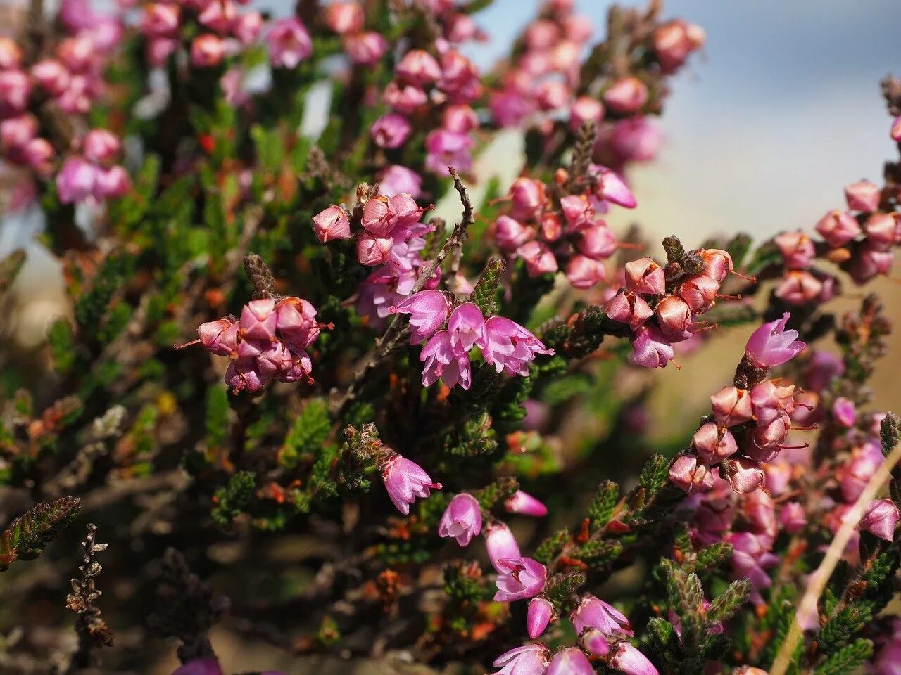 Вереск обыкновенный (Calluna vulgaris). Кустарнички Вереск. Вереск стелющийся. Капский Вереск. О ком плачем вереск